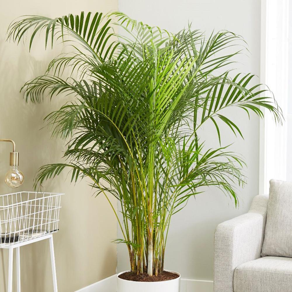 Palmier Areca dypsis lutescens - 110 cm - VERDENA-110 cm inaltime in ghiveci de 3 L