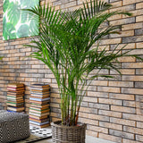 Palmier Areca dypsis lutescens - 120 cm - VERDENA-120 cm inaltime livrat in ghiveci de 6 L