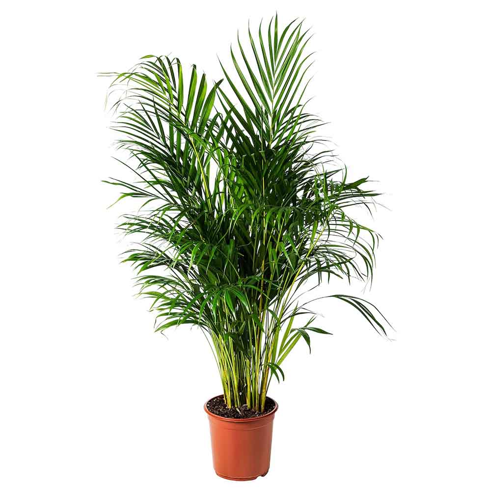 Palmier Areca dypsis lutescens - 120 cm - VERDENA-120 cm inaltime livrat in ghiveci de 6 L