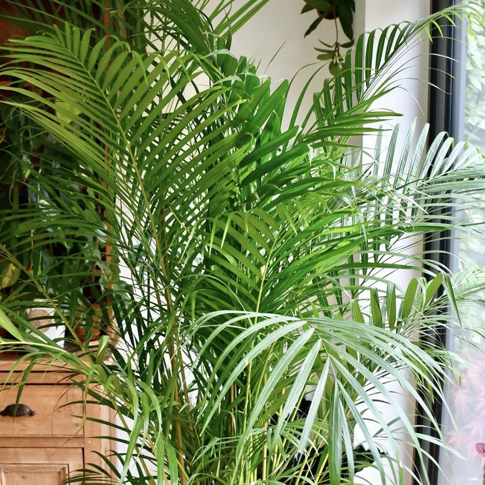 Palmier Areca dypsis lutescens - 120 cm - VERDENA-120 cm inaltime livrat in ghiveci de 6 L