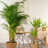 Palmier Areca Dypsis Lutescens - 130 cm - VERDENA-120 cm inaltime livrat in ghiveci de 5 L