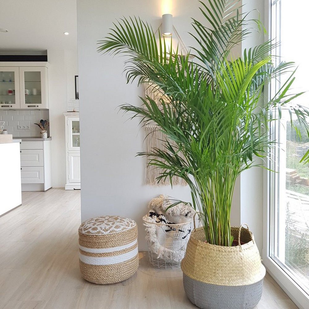 Palmier Areca Dypsis Lutescens - 130 cm - VERDENA-120 cm inaltime livrat in ghiveci de 5 L