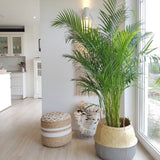 Palmier Areca Dypsis Lutescens - 130 cm - VERDENA-120 cm inaltime livrat in ghiveci de 5 L