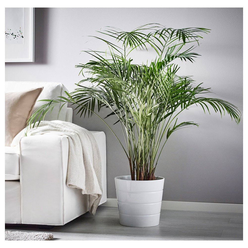 Palmier Areca Dypsis Lutescens - 130 cm - VERDENA-120 cm inaltime livrat in ghiveci de 5 L