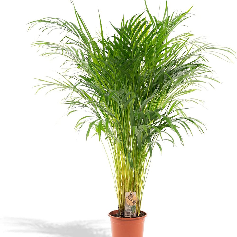 Palmier Areca Dypsis Lutescens - 130 cm - VERDENA-120 cm inaltime livrat in ghiveci de 5 L