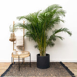 Palmier Areca Dypsis Lutescens - 130 cm - VERDENA-120 cm inaltime livrat in ghiveci de 5 L