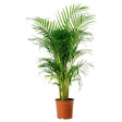 Palmier Areca dypsis lutescens - 170 cm - VERDENA-170 cm inaltime livrat in ghiveci de 20 L