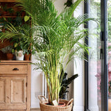 Palmier Areca dypsis lutescens - 55 cm - VERDENA-55 cm la livrare, in ghiveci de Ø 17 cm