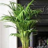 Palmier Areca dypsis lutescens - 90 cm - VERDENA-90 cm la livrare, in ghiveci de Ø 21 cm