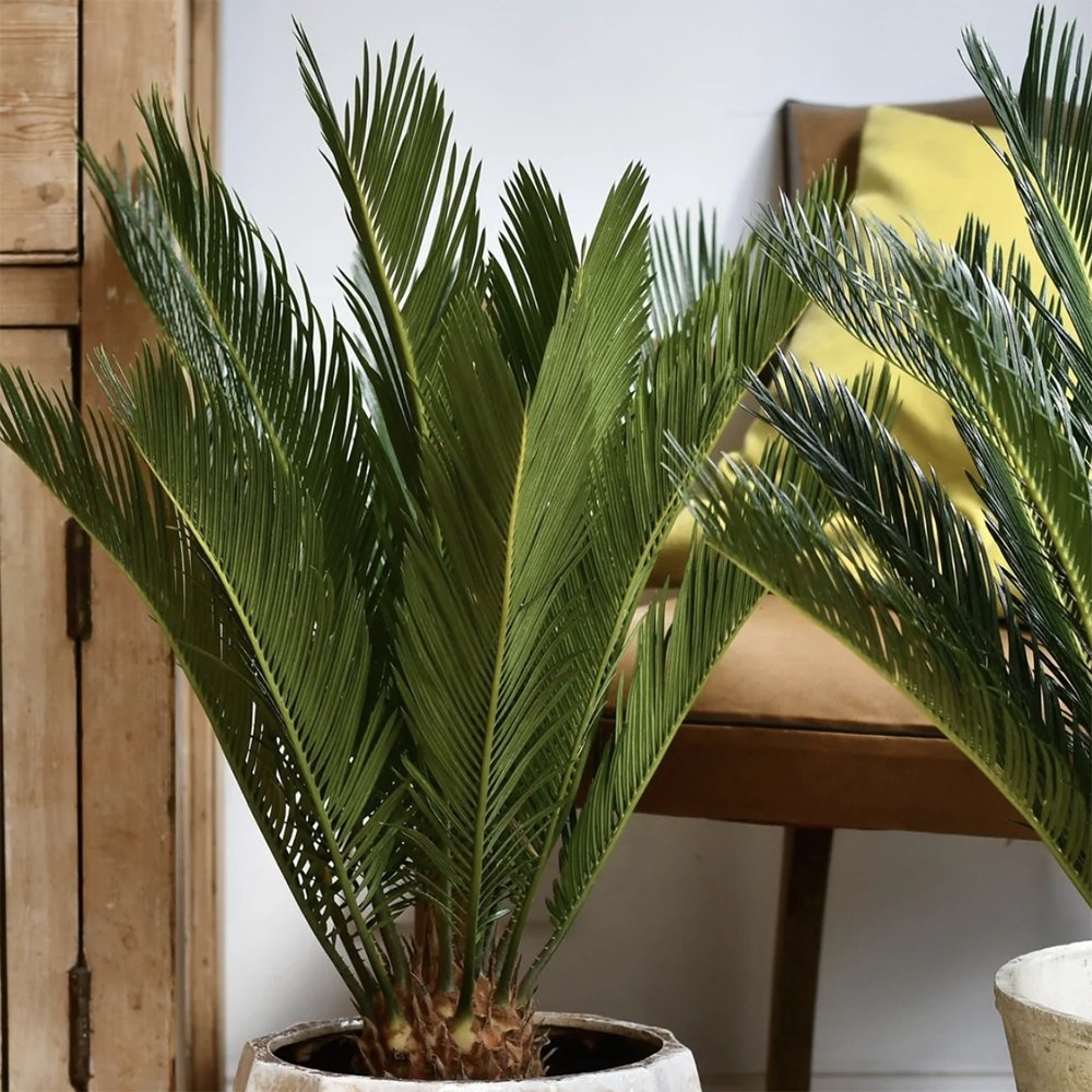 Palmier Cycas - 40 cm - VERDENA-40 cm la livrare in ghiveci cu Ø de 12 cm