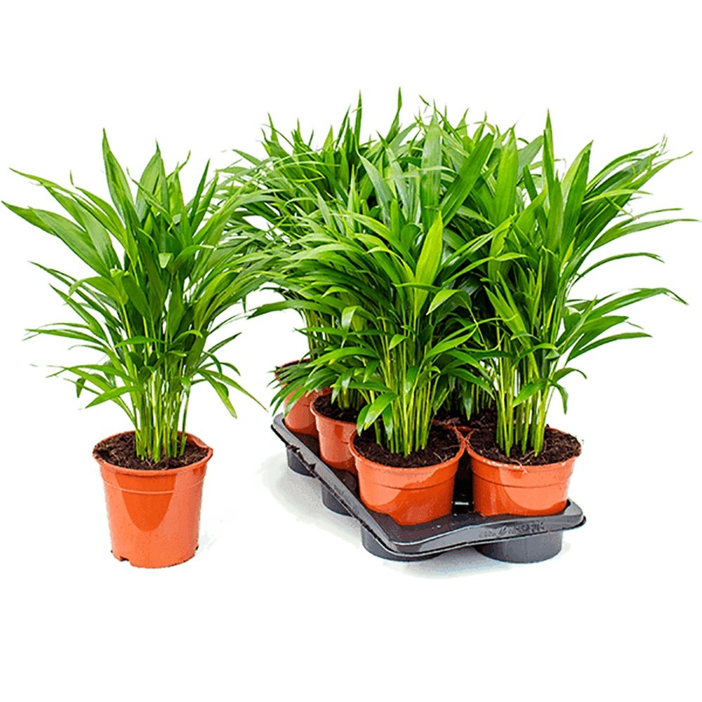 Palmier Dypsis (Areca) Lutescens - 65 cm - VERDENA-65 cm inaltime livrat in ghiveci de 4 L