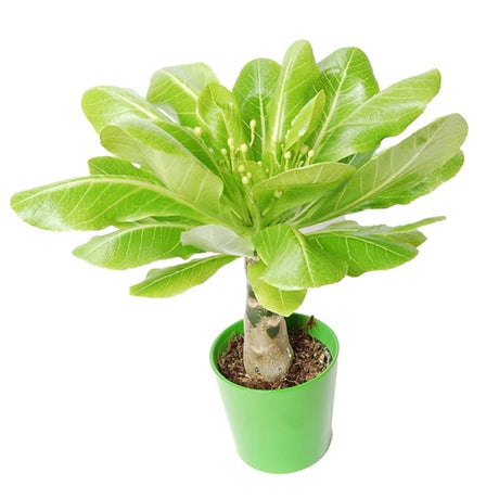 Palmier Hawaiian Brighamia Insignis - VERDENA-55 cm inaltime, livrat in ghiveci de 1.2 l