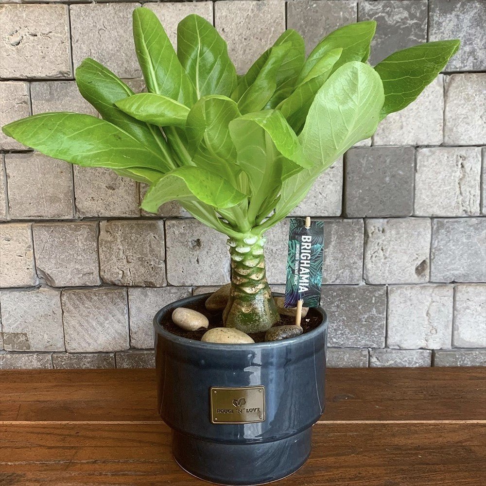 Palmier Hawaiian Brighamia Insignis - cu 2 Tulpini - VERDENA-60 cm inaltime, livrat in ghiveci de 4.5 l