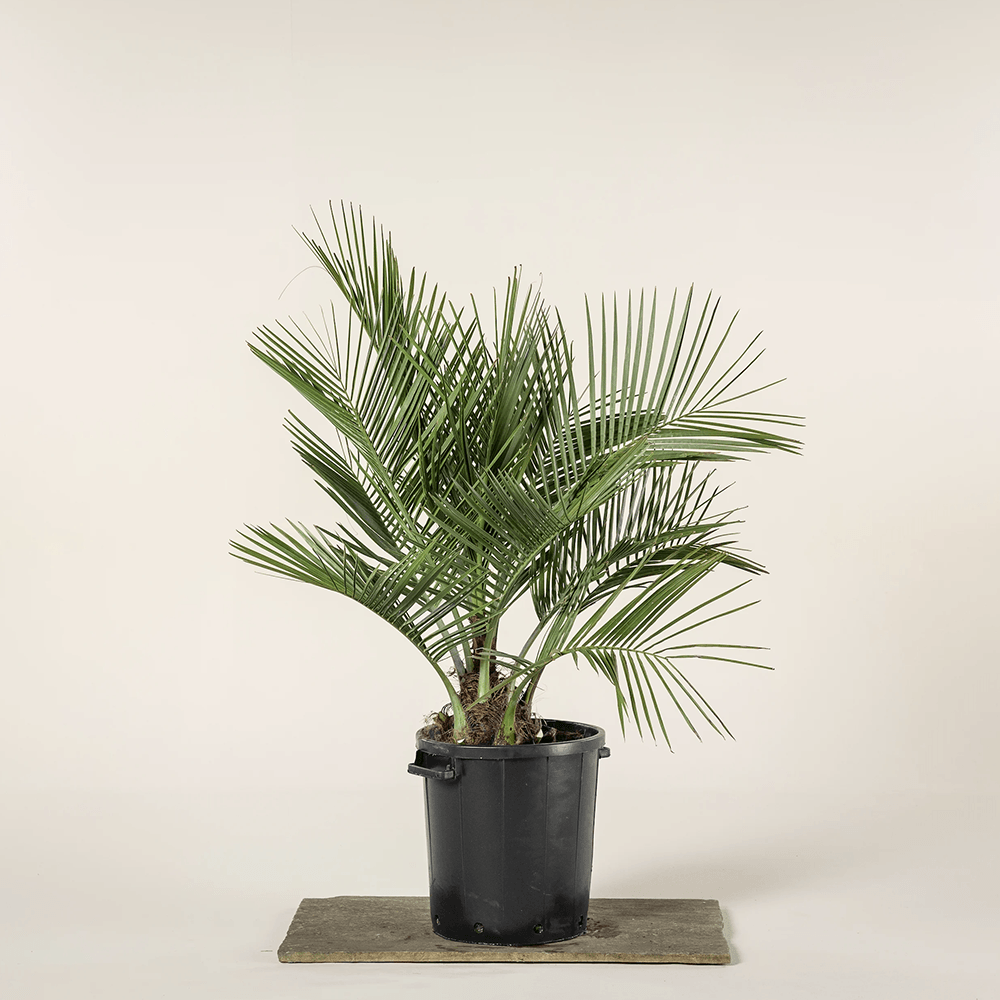 Palmier (Jubaea chilensis) - VERDENA-100 cm inaltime livrat in ghiveci de 30 L