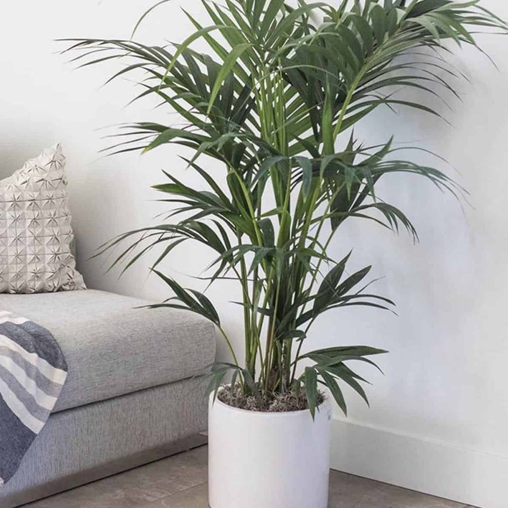 Palmier Kentia (Howea) Extra - 200 cm