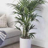 Palmier Kentia (Howea) Extra - 200 cm