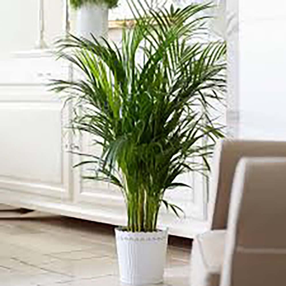 Palmier Kentia (Howea) Extra - 200 cm