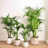 Black Friday - Reduceri Palmier Kentia (Howea Forsteriana) - 120 cm Promotie