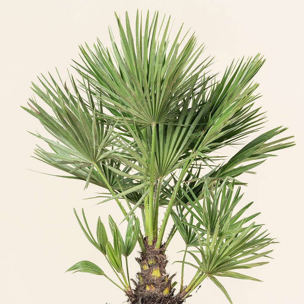Palmier mediteraneean pitic - VERDENA-50/+ cm inaltime, in ghiveci de 3.5L
