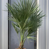 Palmier mediteraneean pitic, 100-150 cm la livrare, in ghiveci de 150L