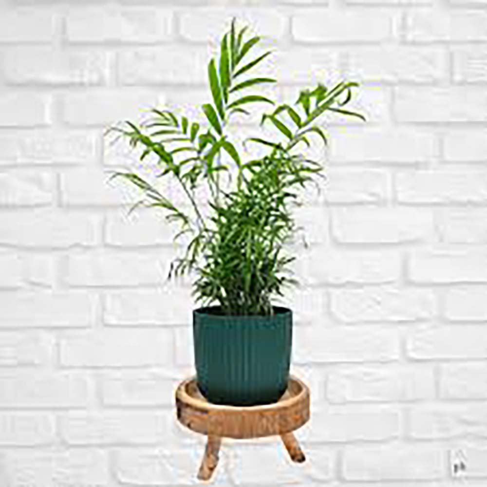 Black Friday - Reduceri Palmier Pitic (Chamaedorea Elegans) - 55 cm Promotie