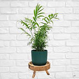 Black Friday - Reduceri Palmier Pitic (Chamaedorea Elegans) - 55 cm Promotie