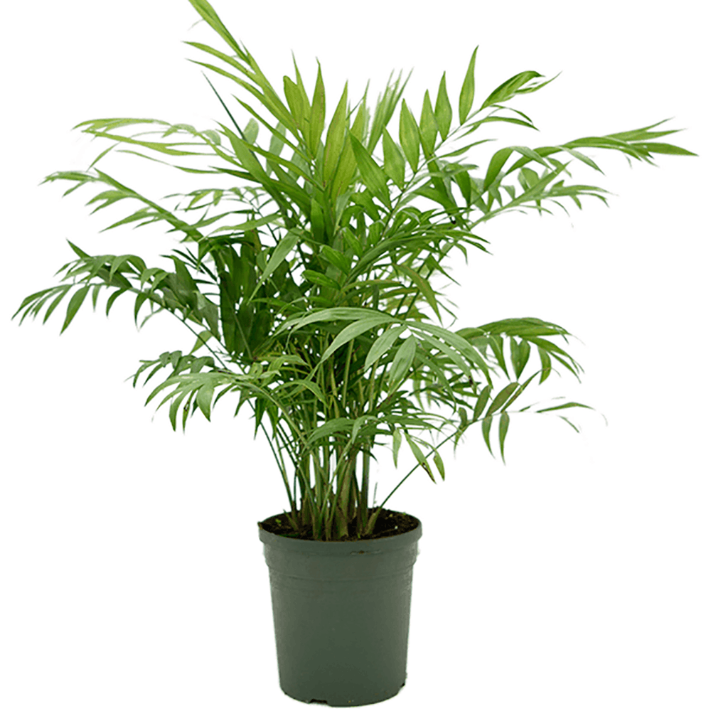 Black Friday - Reduceri Palmier Pitic (Chamaedorea Elegans) - 70-90 cm Promotie