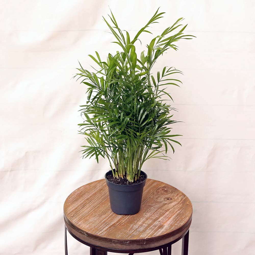 Black Friday - Reduceri Palmier Pitic (Chamaedorea Elegans) - 70-90 cm Promotie