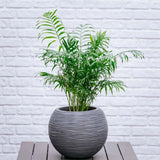 Black Friday - Reduceri Palmier Pitic (Chamaedorea Elegans) - 70-90 cm Promotie