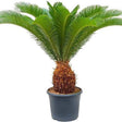 Palmier Sagotier Japonez Cycas Revoluta - 100 cm - VERDENA-100 cm inaltime, livrat in ghiveci de 12.5 l