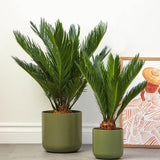 Palmier Sagotier Japonez Cycas Revoluta - 110 cm - VERDENA-110 cm inaltime, livrat in ghiveci de 5 l