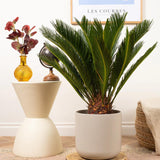 Palmier Sagotier Japonez Cycas Revoluta - 90 cm - VERDENA-90 cm inaltime, livrat in ghiveci de 5 l