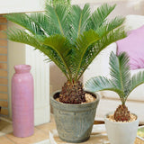 Palmier Sagotier Japonez Cycas Revoluta - 90 cm - VERDENA-90 cm inaltime, livrat in ghiveci de 5 l