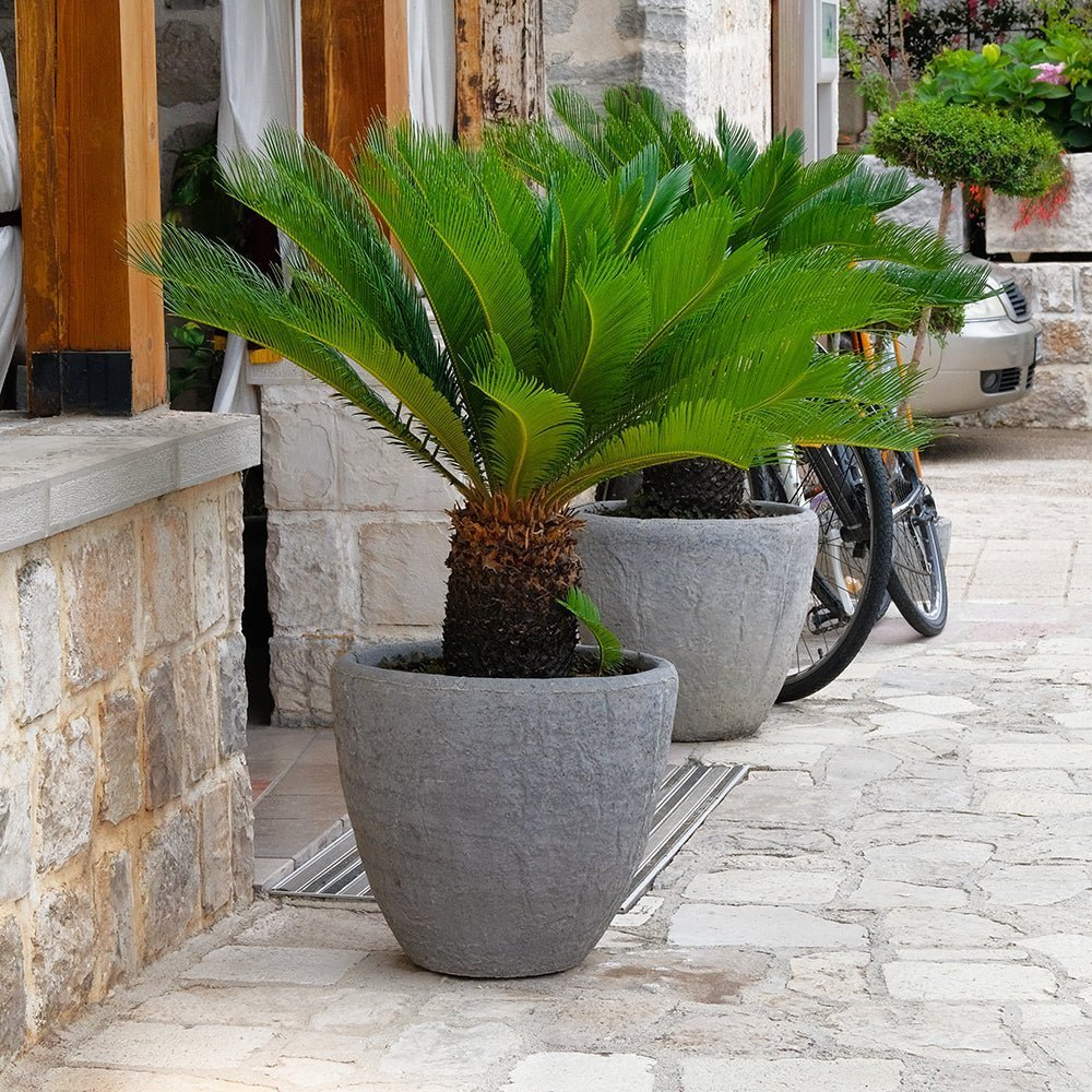 Palmier Sagotier Japonez Cycas Revoluta - 90 cm - VERDENA-90 cm inaltime, livrat in ghiveci de 9 l