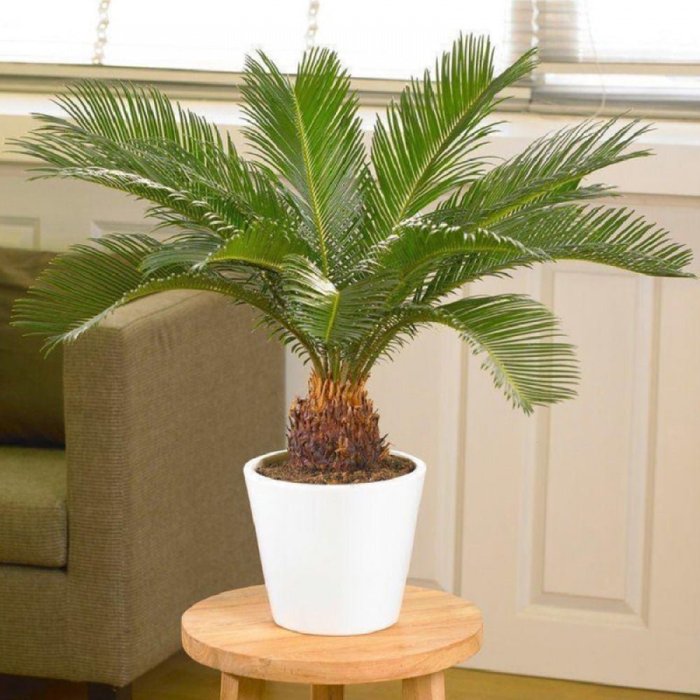 Palmier Sagotier Japonez Cycas Revoluta - 90 cm - VERDENA-90 cm inaltime, livrat in ghiveci de 5 l