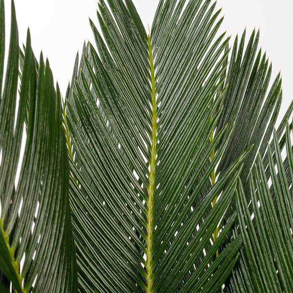 Palmier Sagotier Japonez Cycas Revoluta - 90 cm - VERDENA-90 cm inaltime, livrat in ghiveci de 5 l