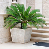 Palmier Sagotier Japonez Cycas Revoluta - 90 cm - VERDENA-90 cm inaltime, livrat in ghiveci de 9 l