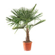 Black Friday - Reduceri Palmier Morisca Trachycarpus Fortunei (Tulpina 20 cm) - 140 cm Promotie