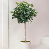 Palmierul umbrela (Schefflera) Compacta - 120 cm - VERDENA-120 cm inaltime in ghiveci de 13 l