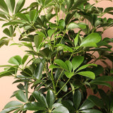 Palmierul Umbrela (Schefflera) Compacta - 120 cm - VERDENA-120 cm inaltime, livrat in ghiveci de 5 l