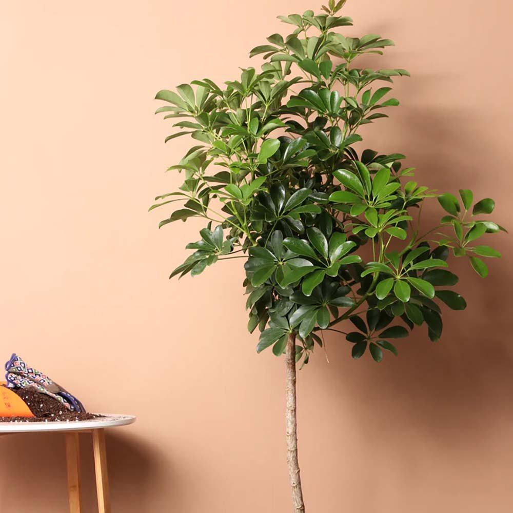 Palmierul umbrela (Schefflera) Compacta - 120 cm - VERDENA-120 cm inaltime in ghiveci de 13 l