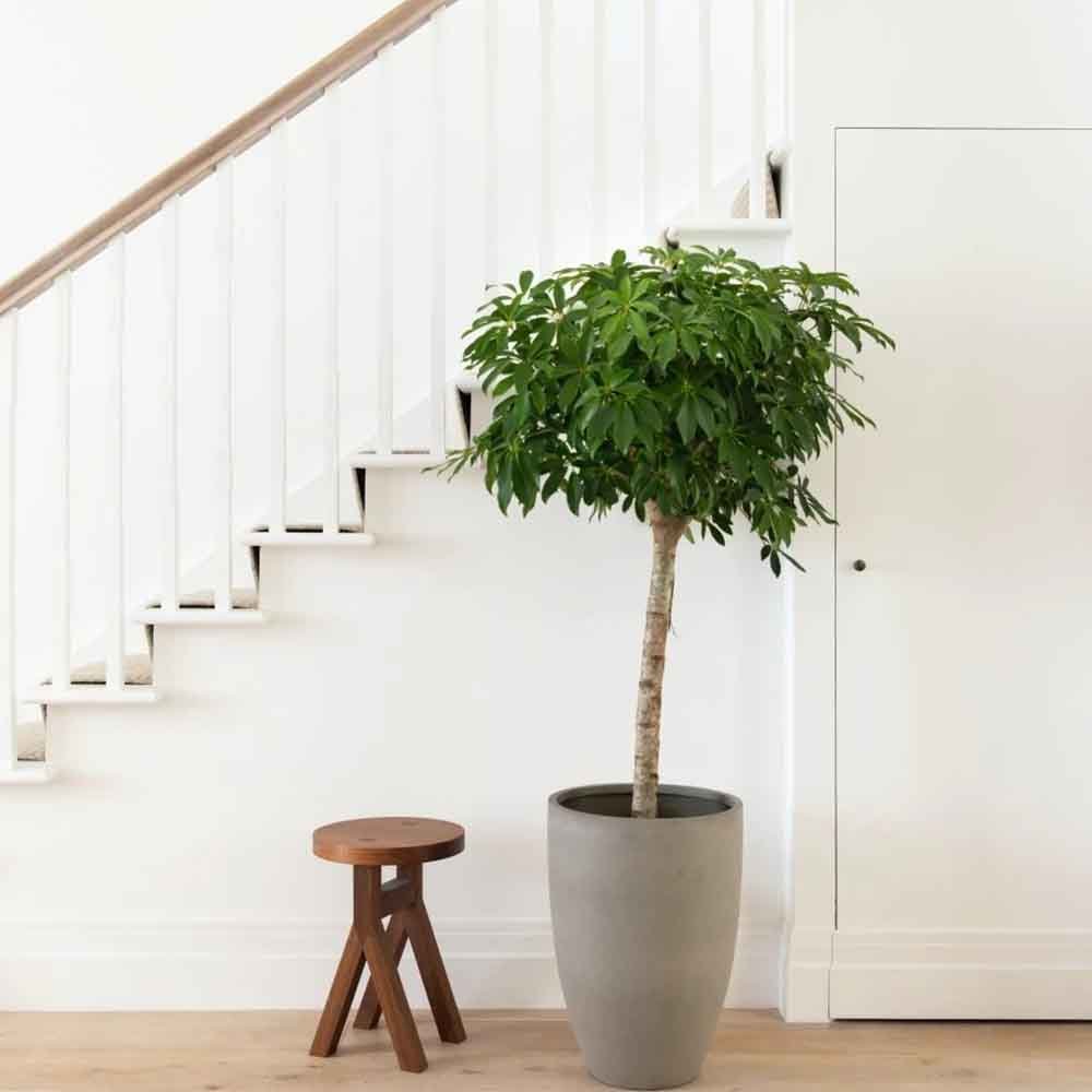 Palmierul umbrela (Schefflera) Compacta - 130 cm - VERDENA-130 cm inaltime livrat in ghiveci de 9 L