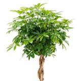 Palmierul umbrela (Schefflera) Compacta - 130 cm - VERDENA-130 cm inaltime livrat in ghiveci de 9 L