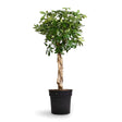 Black Friday - Reduceri Palmierul Umbrela (Schefflera) Compacta - 160 cm Promotie