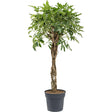 Palmierul umbrela (Schefflera) Compacta - 190 cm - VERDENA-190 cm inaltime livrat in ghiveci de 40 L