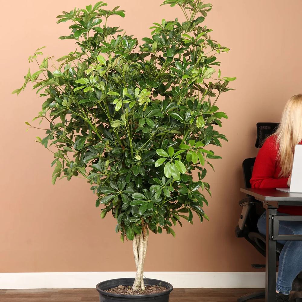 Palmierul Umbrela (Schefflera) Compacta - 75 cm - VERDENA-75 cm inaltime, livrat in ghiveci de 4.5 l