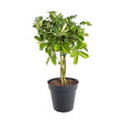 Palmierul Umbrela (Schefflera) Compacta - 75 cm