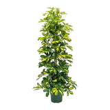 Palmierul umbrela (Schefflera) Dalton, 90 cm la livrare, in ghiveci de Ø  20 cm