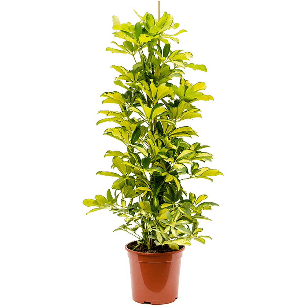 Palmierul umbrela (Schefflera) Dalton, 90 cm la livrare, in ghiveci de Ø  20 cm