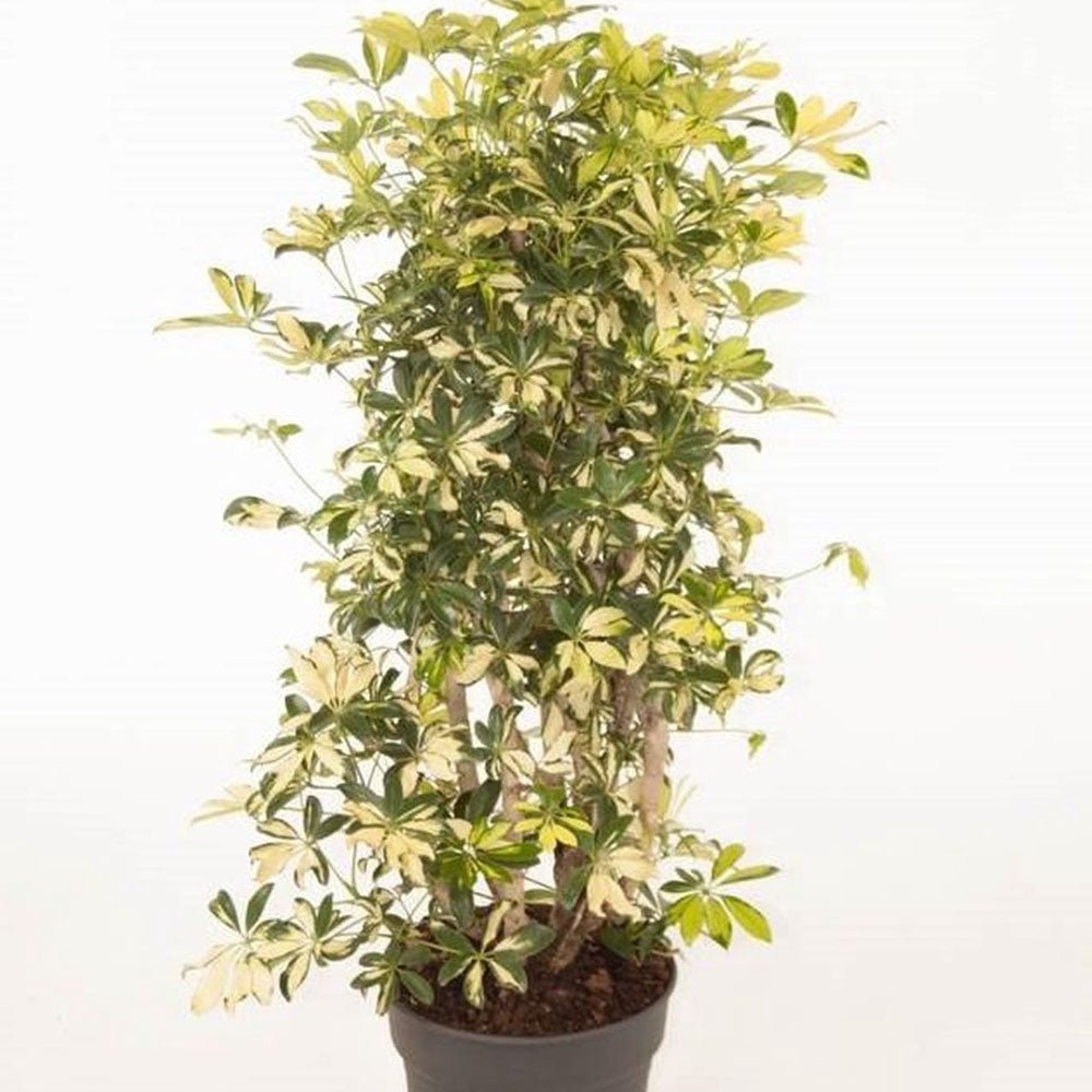 Palmierul umbrela (Schefflera) Trinette - 130 cm - VERDENA-130 cm inaltime livrat in ghiveci de 13 L